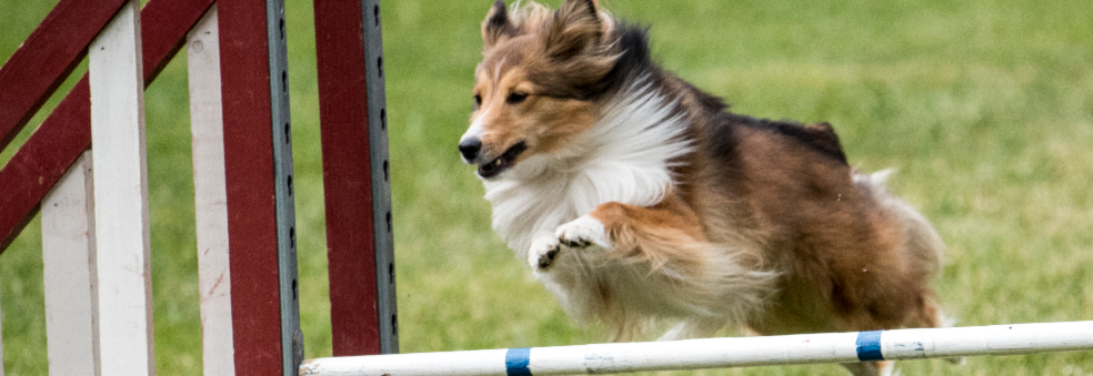 OSLO HUNDESHOW